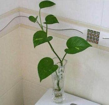 廁所放的植物 什麼東西可以擋煞